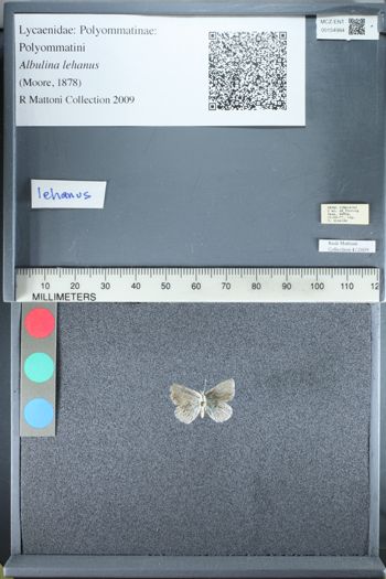 Media type: image;   Entomology 154984